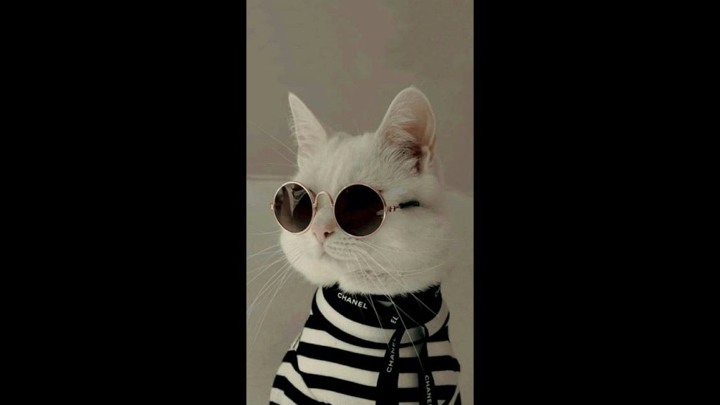 Cute kitten and funny cat video thumbnail