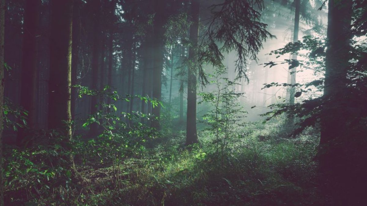 A Tapestry of Tones: Exploring Norwegian Forest Cat Colors and Patterns