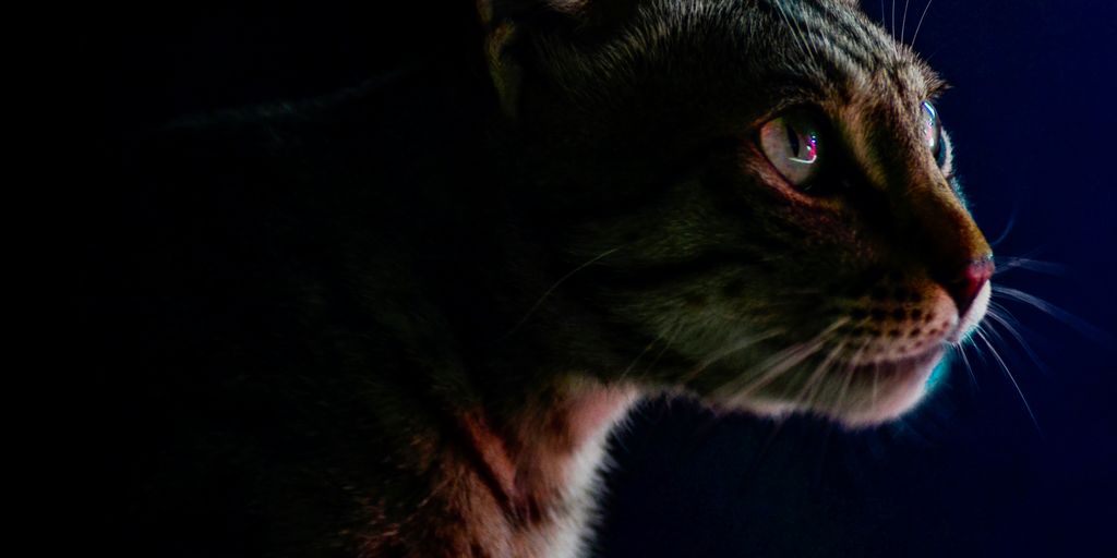Tabby dark profile cat
