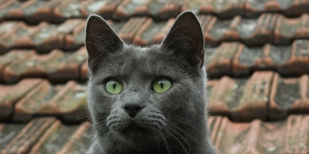 Gray grey roof outdoor green eyes cat