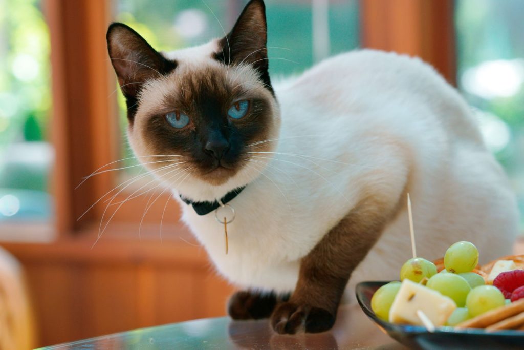 Colorpoint cat for applehead vs wedgehead Siamese guide
