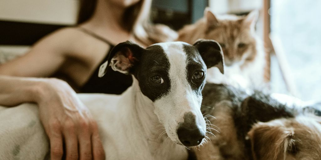 Dog person cat