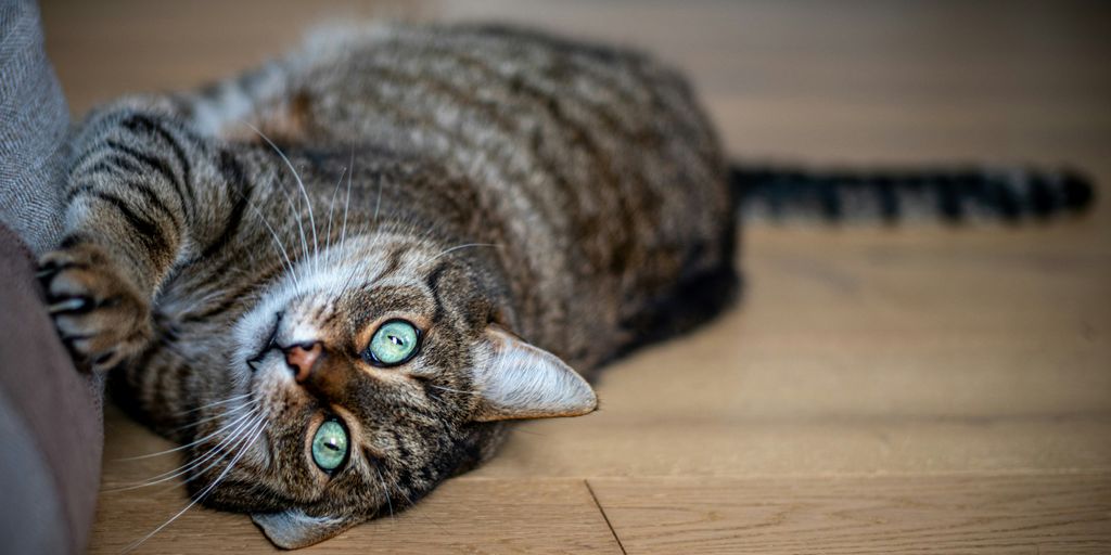 Tabby lying cat
