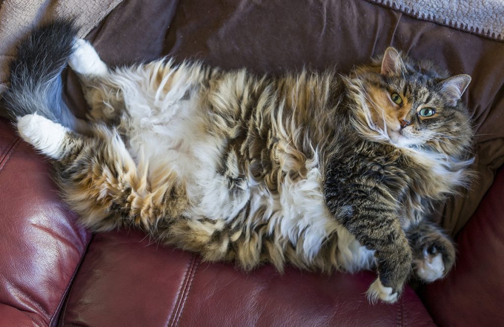 Tabby cat resting for Bengal vs tabby cat comparison