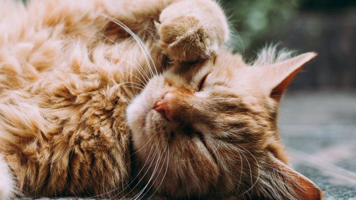 Top 10 Best Places to Board Cats Near Me: A Comprehensive Guide