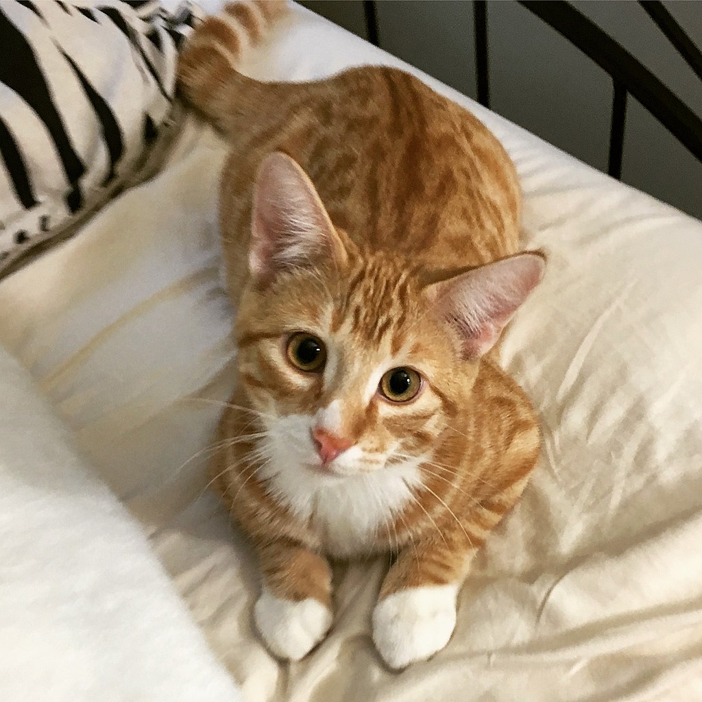 Cat for BJ's pet insurance member pricing