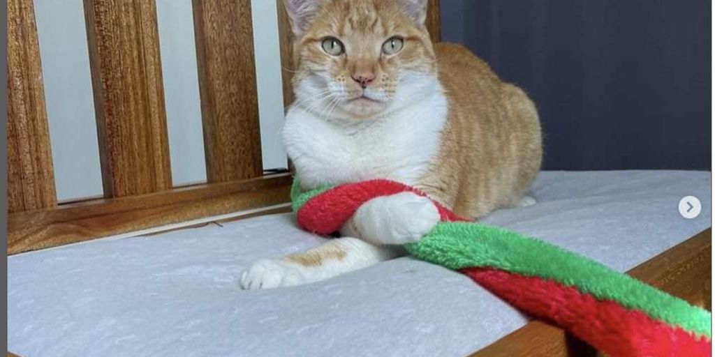 Orange white sitting window cat