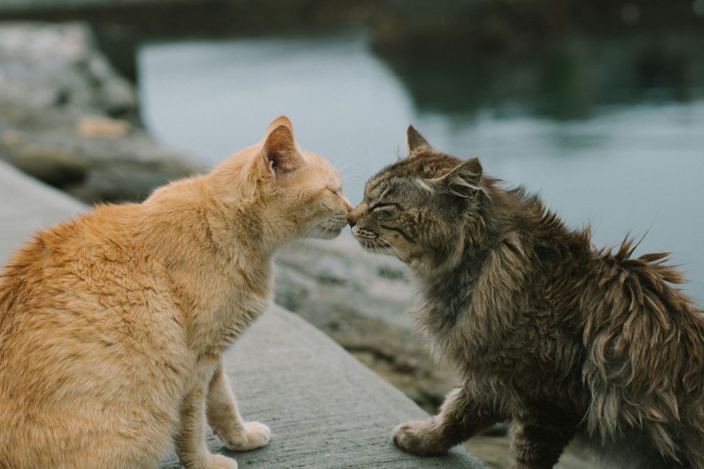 Orange ginger tabby two cats greeting