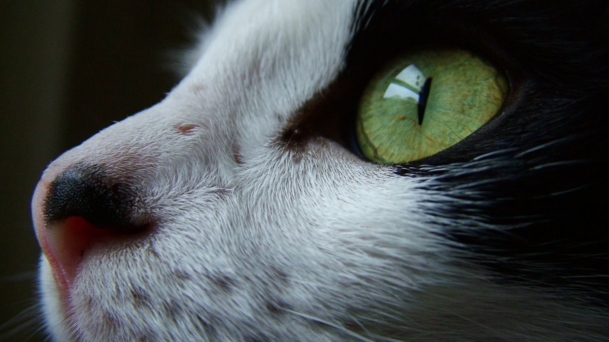 Bump on a Cat’s Nose Bridge: Causes and Treatments