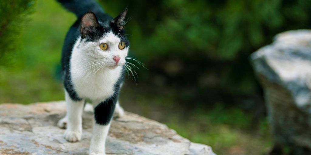 Black white outdoor cat
