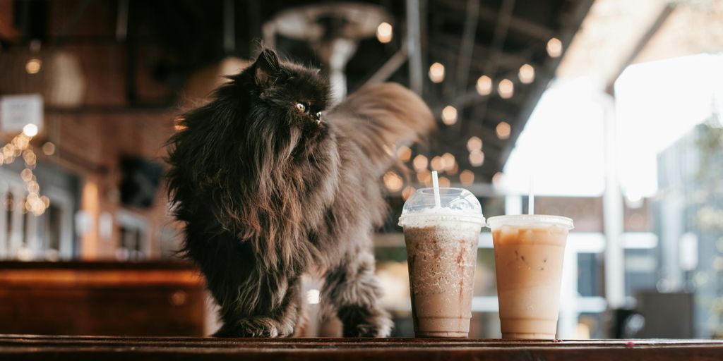Cats cafe coffee tabby