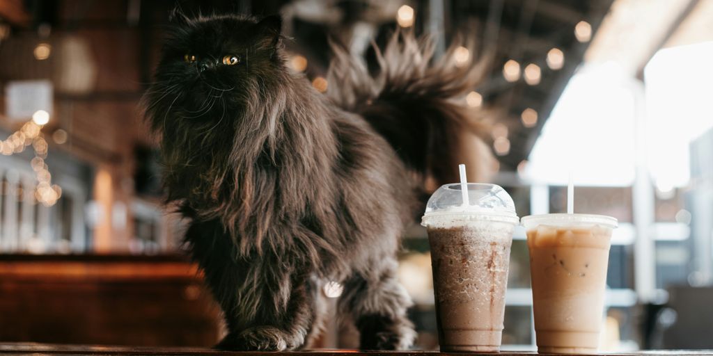 Cats cafe coffee