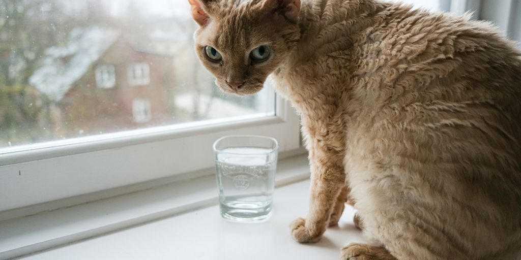 Orange ginger window cat