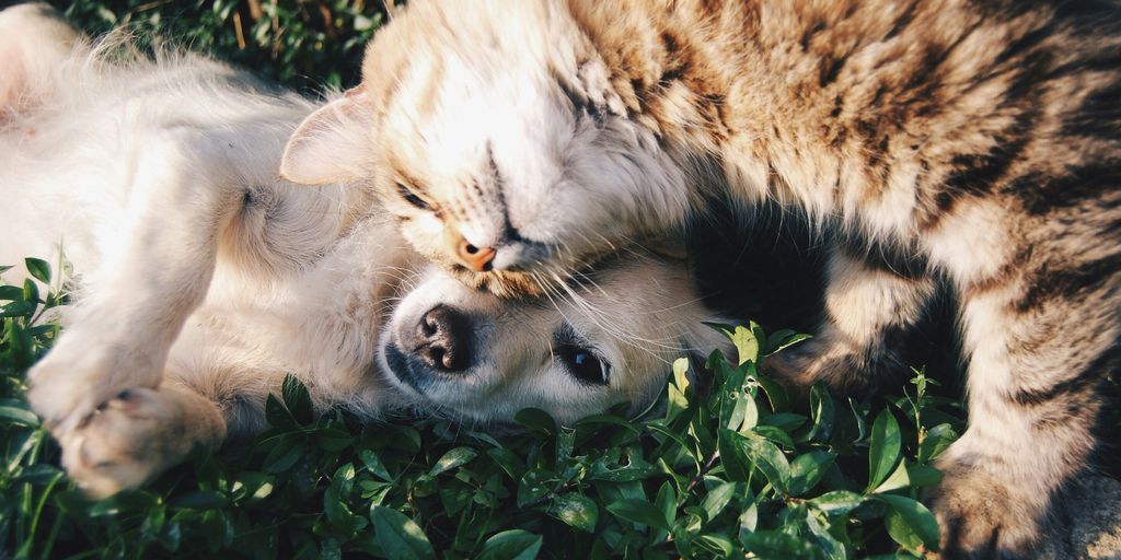 Tabby lying grass outdoor cat