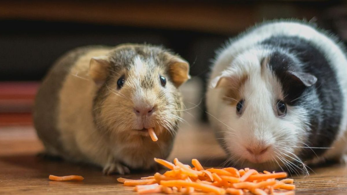 Can Cats Eat Brussels Sprouts? Exploring the Safety of Cruciferous Vegetables