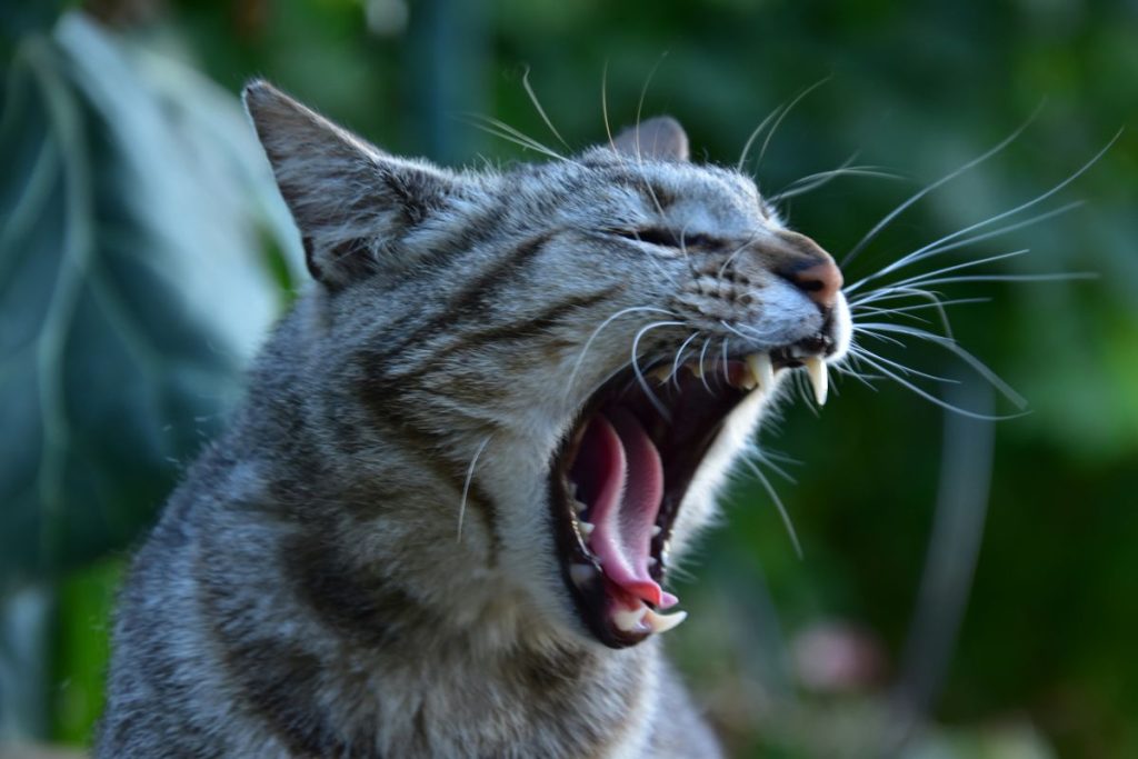 Tabby gray yawning mouth cat