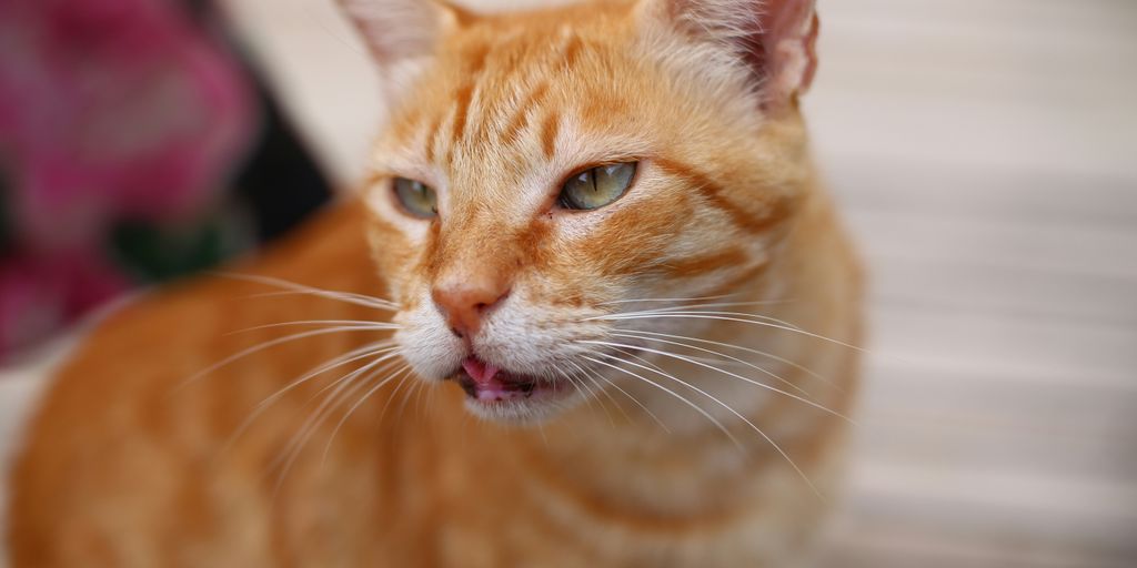 Orange ginger lying cat