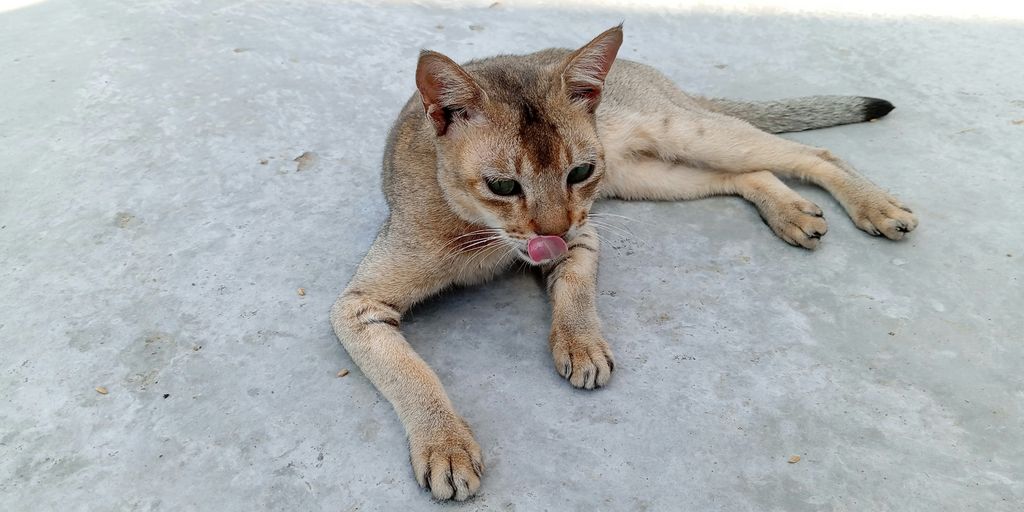 Orange ginger lying stretching cat
