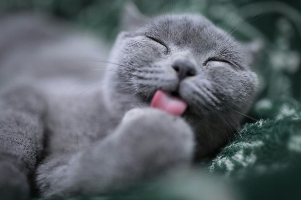 Gray grey british shorthair licking tongue cat