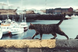 Banana Bread and Cats: A Surprising Treat?
