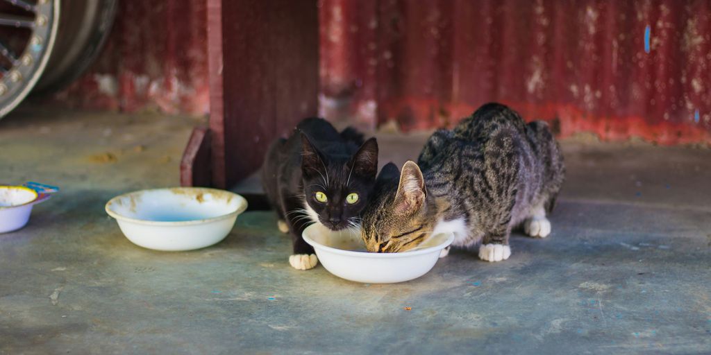 Eating food bowls outdoor cats