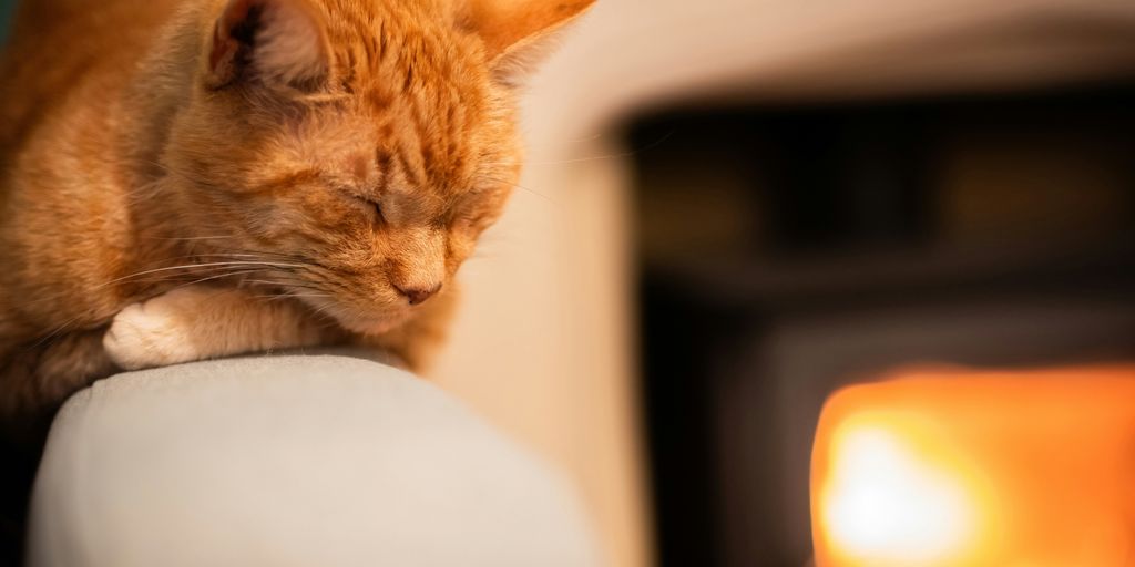 Orange fireplace warm cat