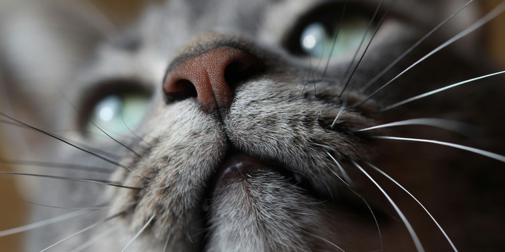 Gray grey face whiskers cat