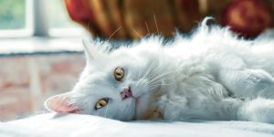 How to Tell If Your Cat Has a Fever: Recognizing the Signs