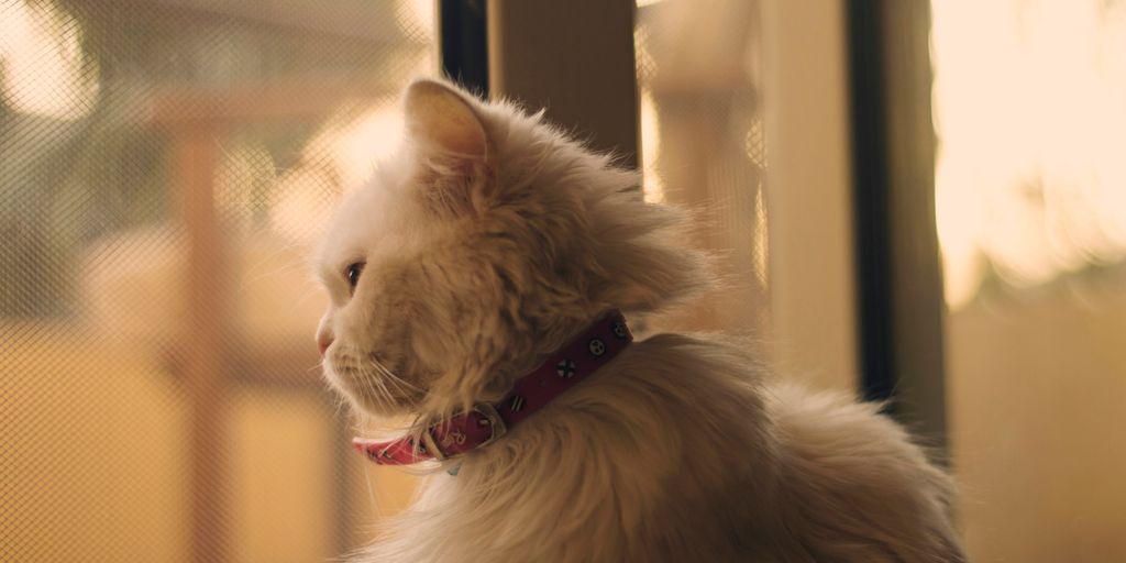 Orange collar window cat