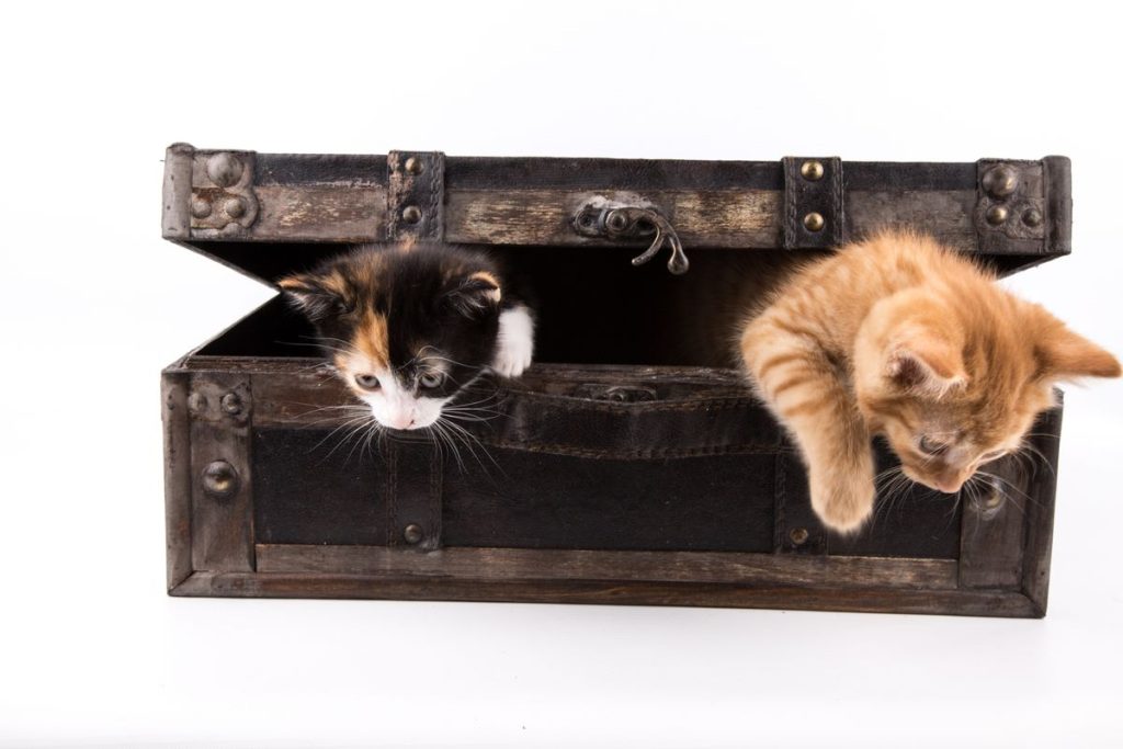 Orange tabby kittens trunk box