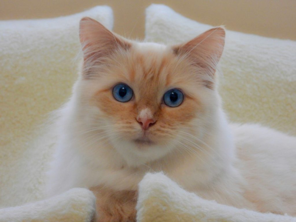 Cream white longhair face cat