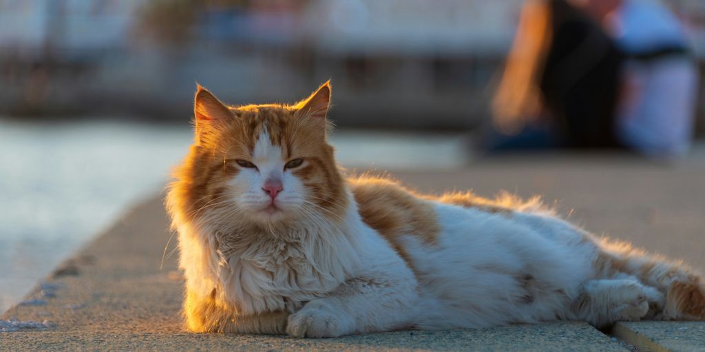Orange white lying cat