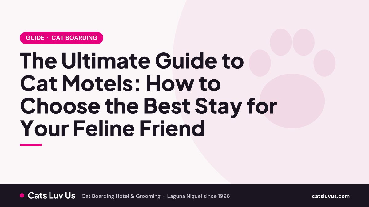 The Ultimate Guide to Cat Motels: How to Choose the Best Stay for Your Feline Friend