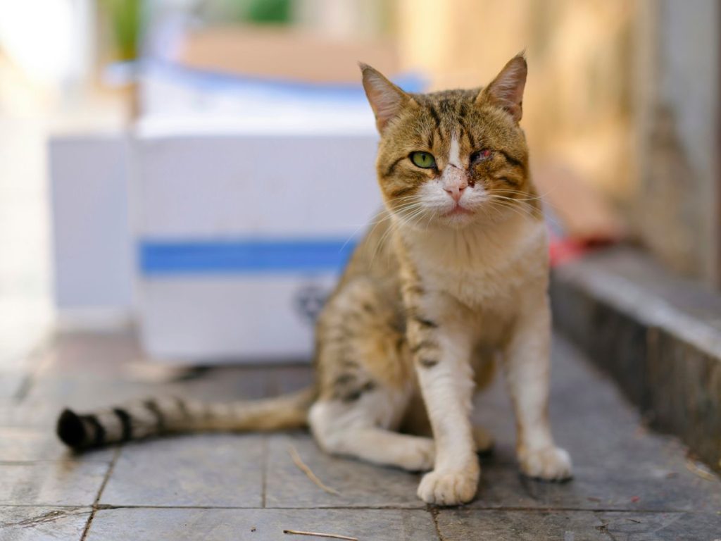 Tabby white sitting cat
