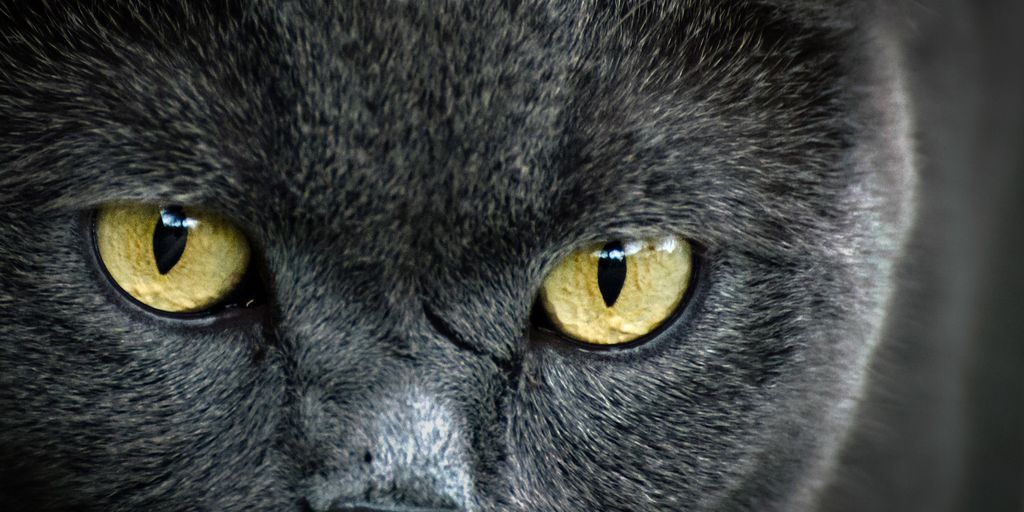 Gray grey british shorthair yellow eyes cat