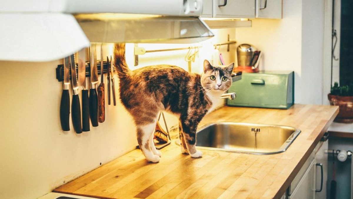 Cats and Baking: Tips for Including Your Cat in the Kitchen