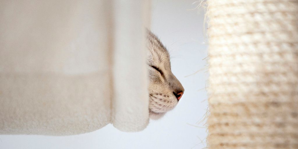 White cat window curtain