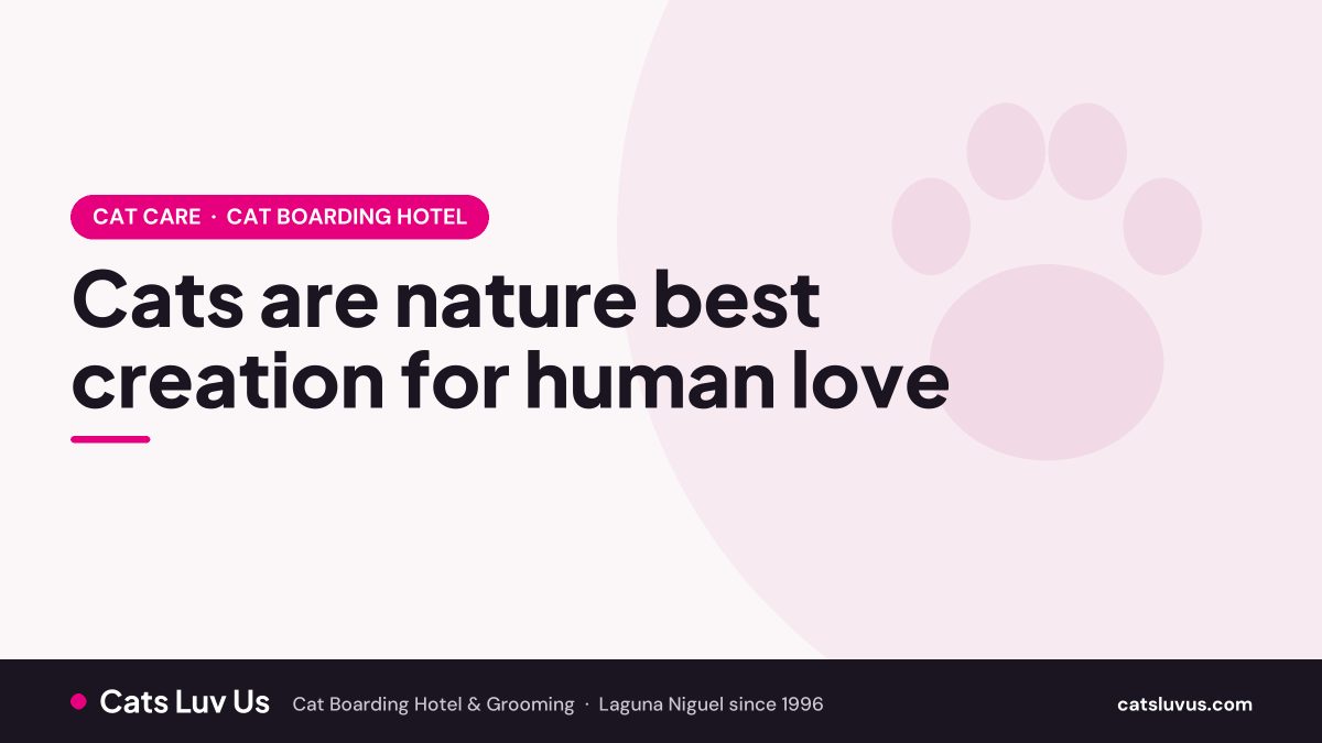 Cats are nature best creation for human love