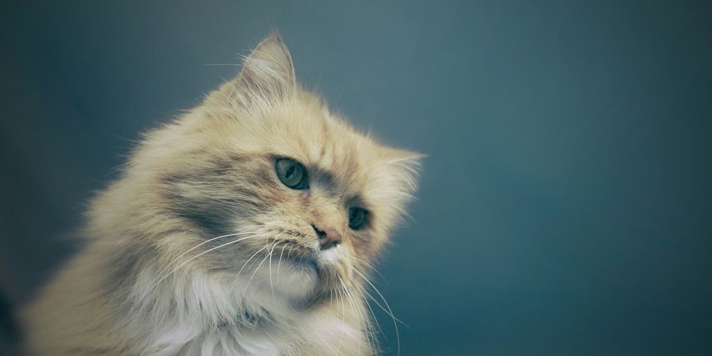 Orange longhair face cat