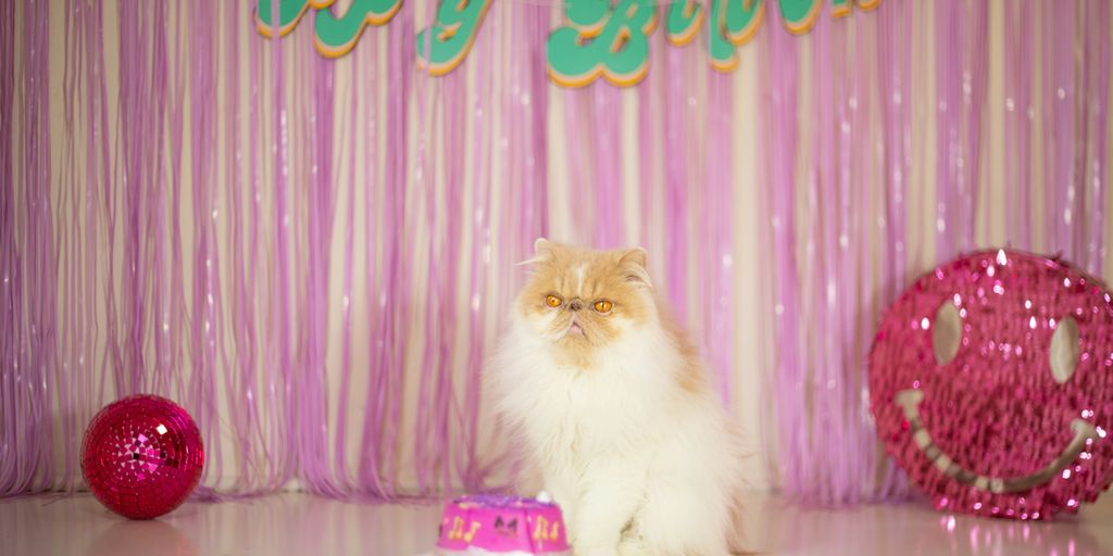White longhair pink decor cat