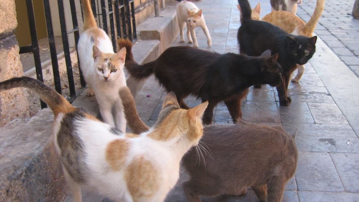 Finding the Best Cheap Cattery Near Me: A Comprehensive Guide