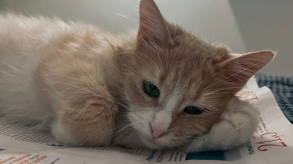 Orange ginger cream lying cat