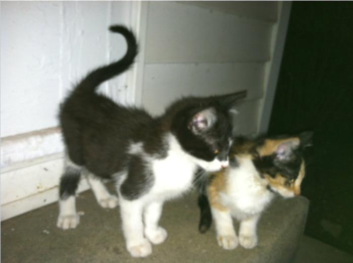 Cat for Consumer Reports pet insurance rankings