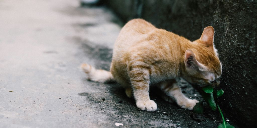 Orange ginger kitten playing outdoor