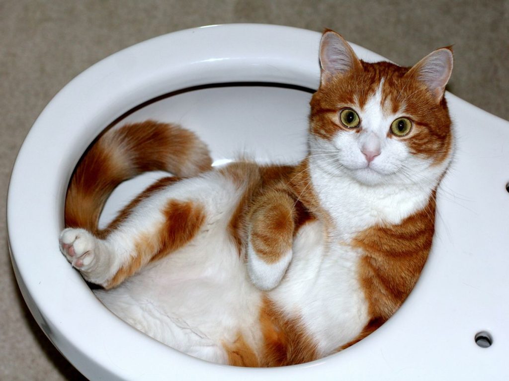 Orange white toilet bathroom cat