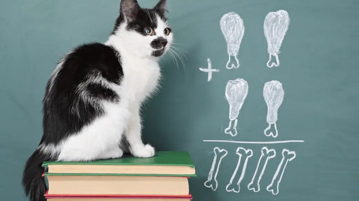 Creative Female Cat Names: Inspiration for Your Feline Friend