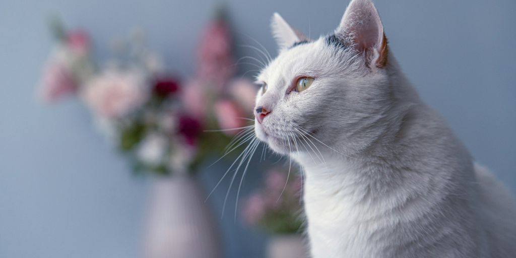 White gray profile cat