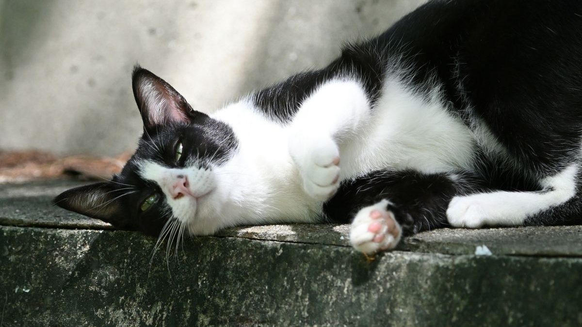 Deciphering Tuxedo Cats: What Breed Is My Tuxedo Cat?