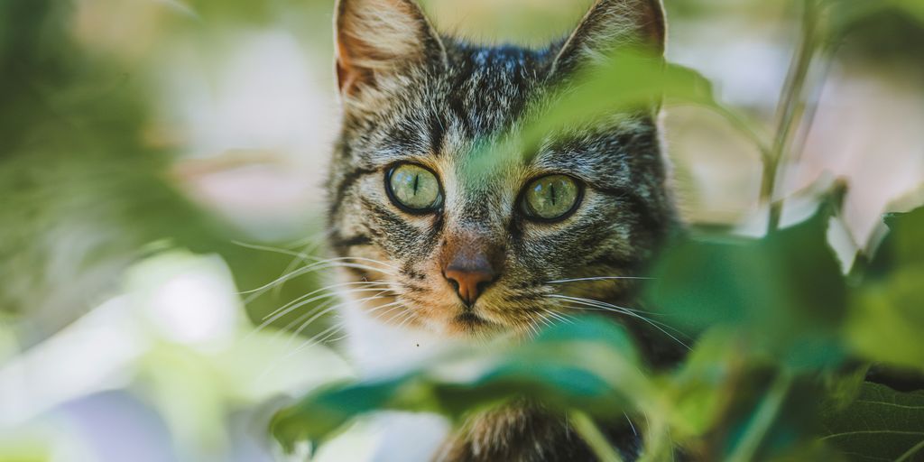 Tabby face plant cat