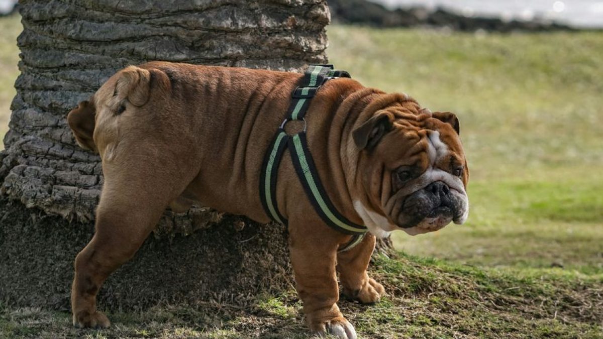Deterrent Scents: Preventing Unwanted Peeing